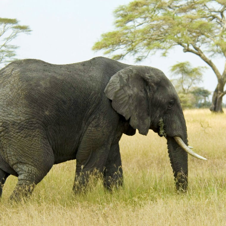 Elephant Image