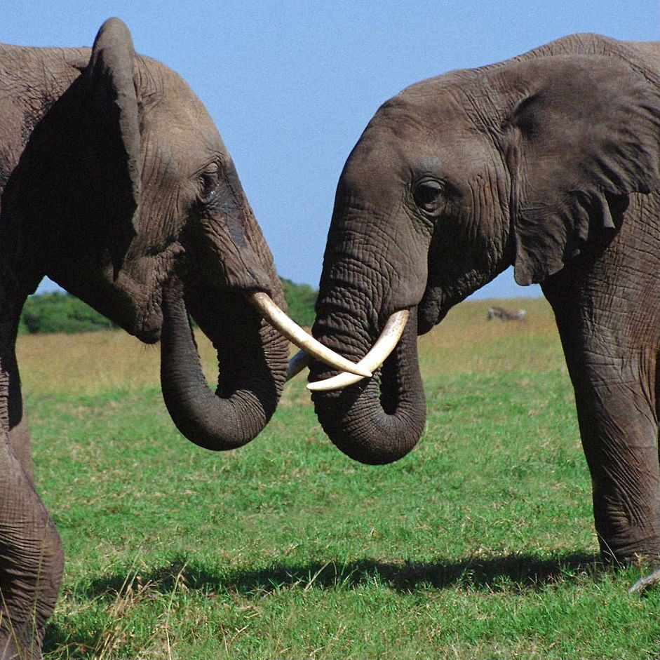 Elephant Image