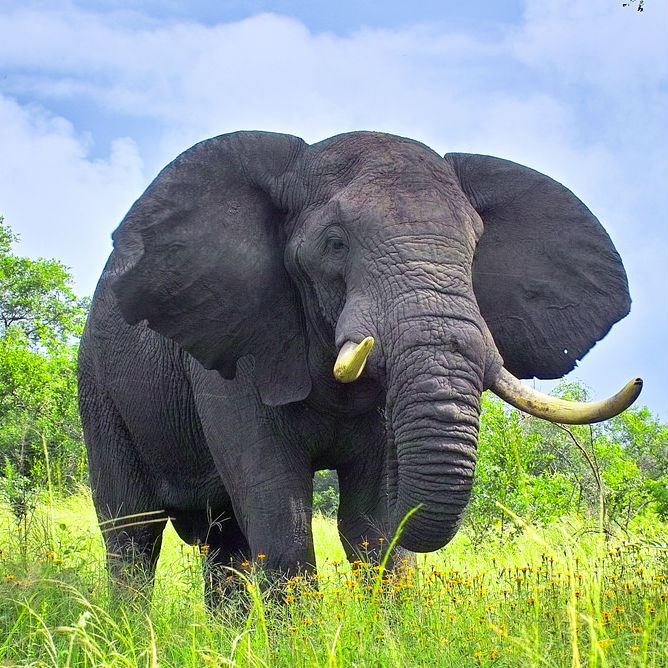 Elephant Image