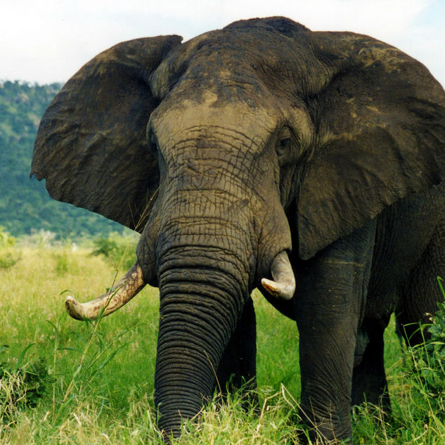 Elephant Image