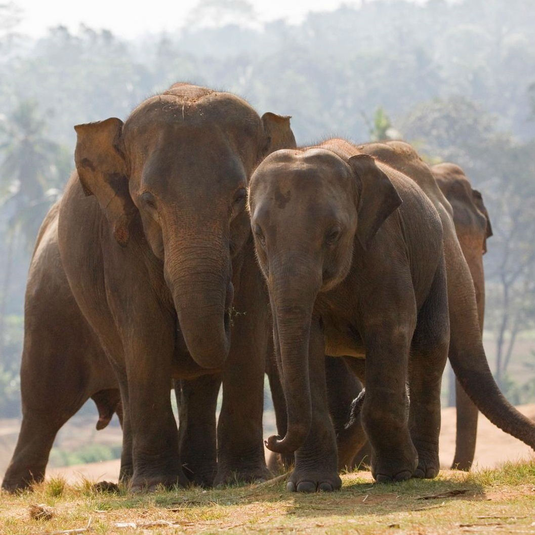 Elephant Image