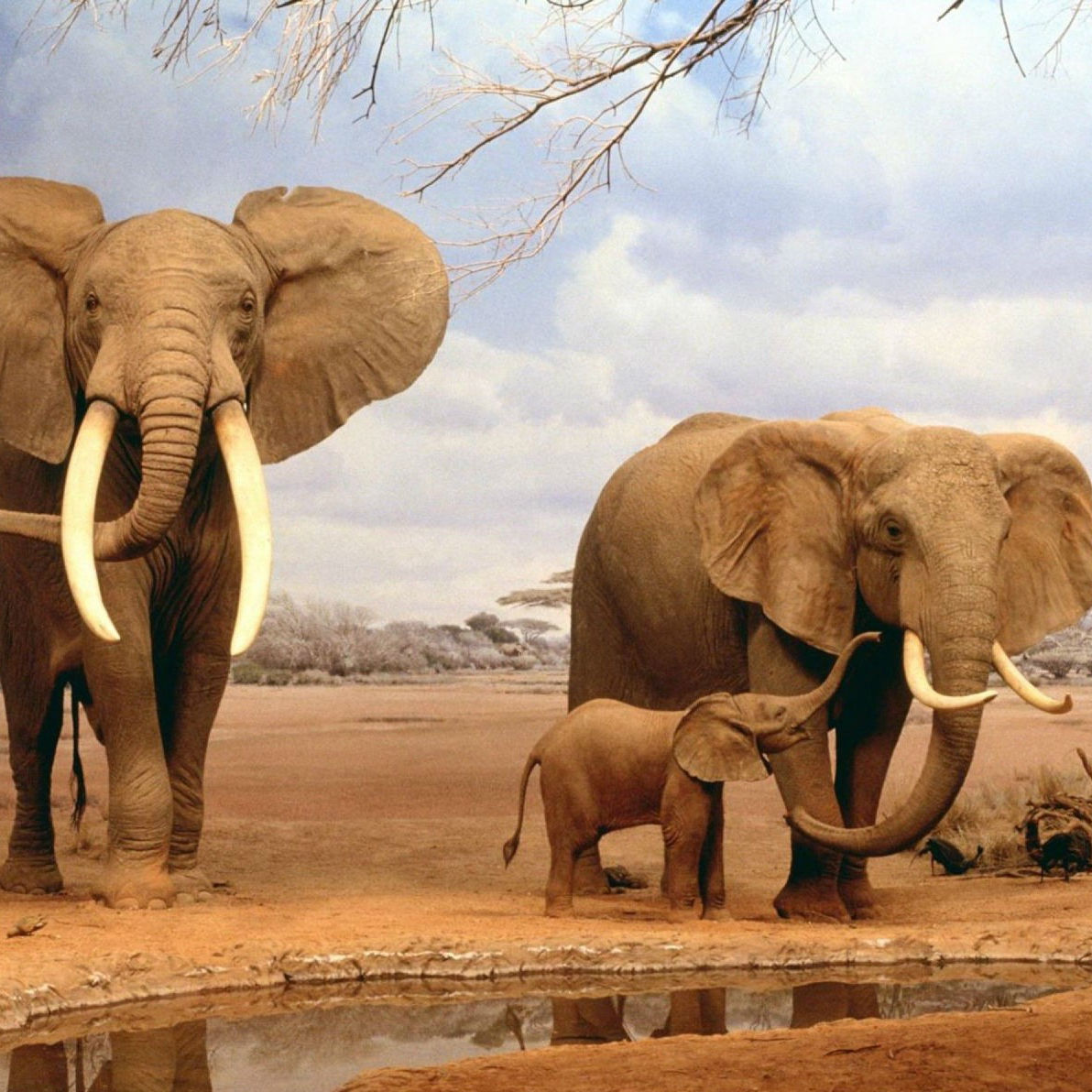 Elephant Image