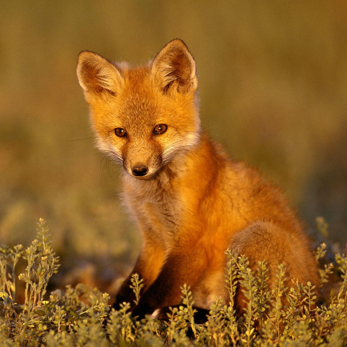 Fox Image