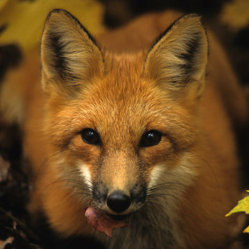 Fox Image