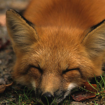 Fox Image