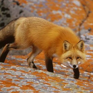 Fox Image