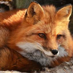 Fox Image