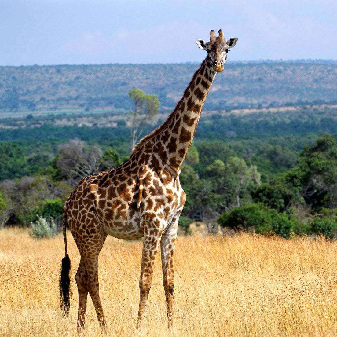 Giraffe Image