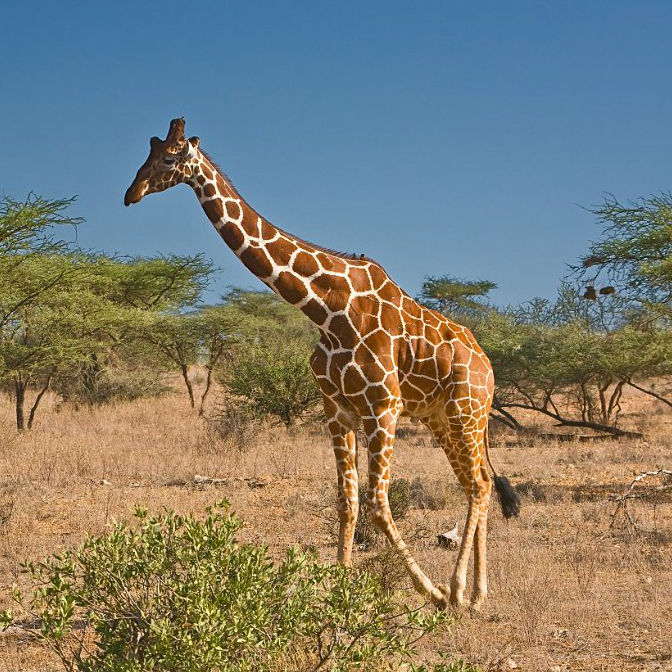 Giraffe Image