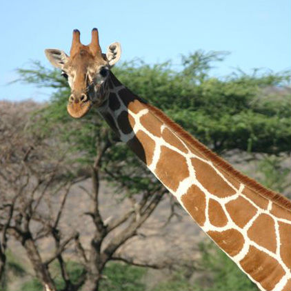 Giraffe Image