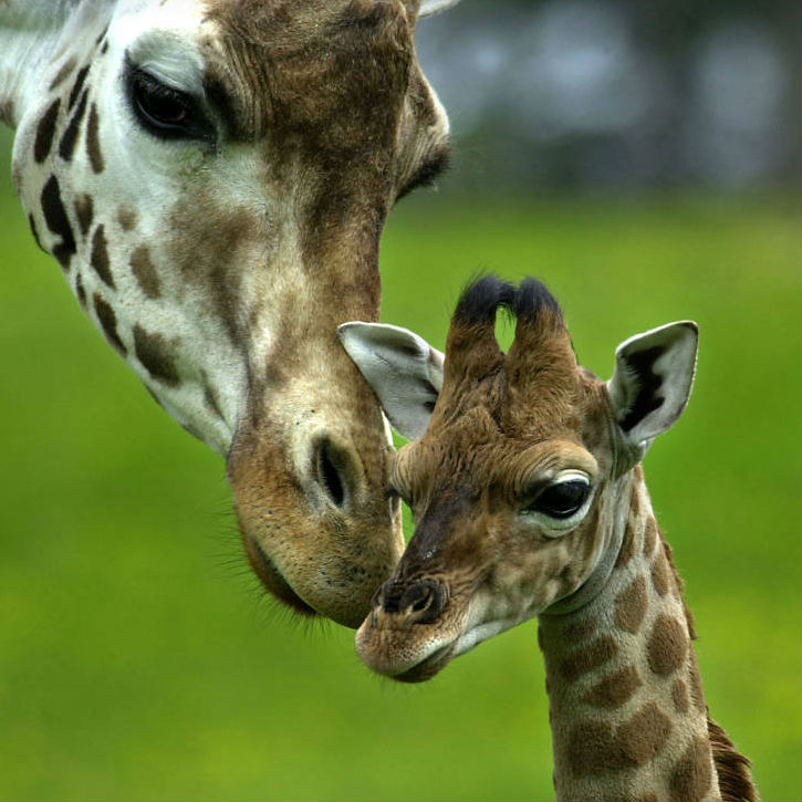 Giraffe Image