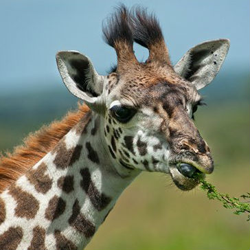 Giraffe Image