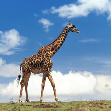 Giraffe Image