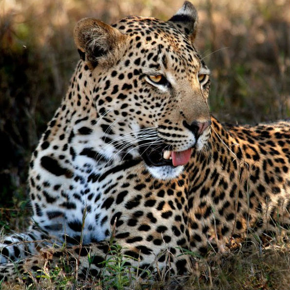Leopard Image