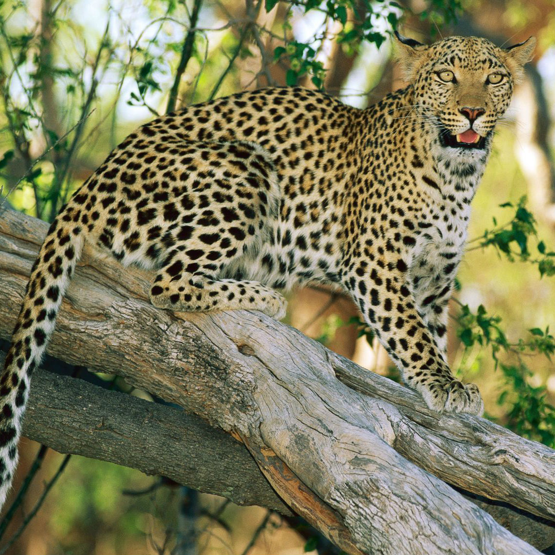 Leopard Image