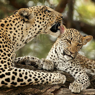 Leopard Image