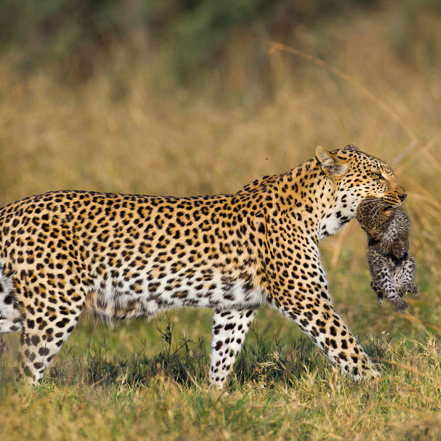 Leopard Image