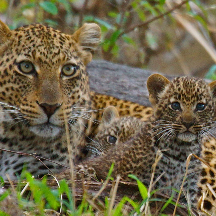 Leopard Image