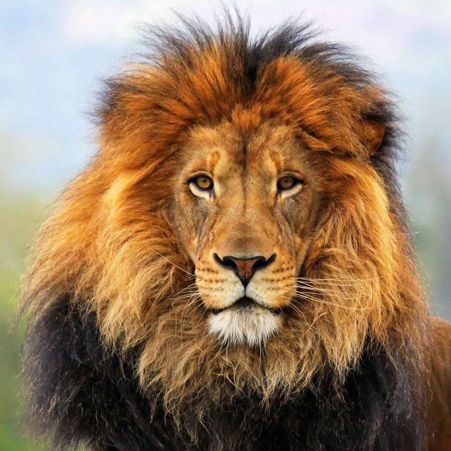 Lion Image