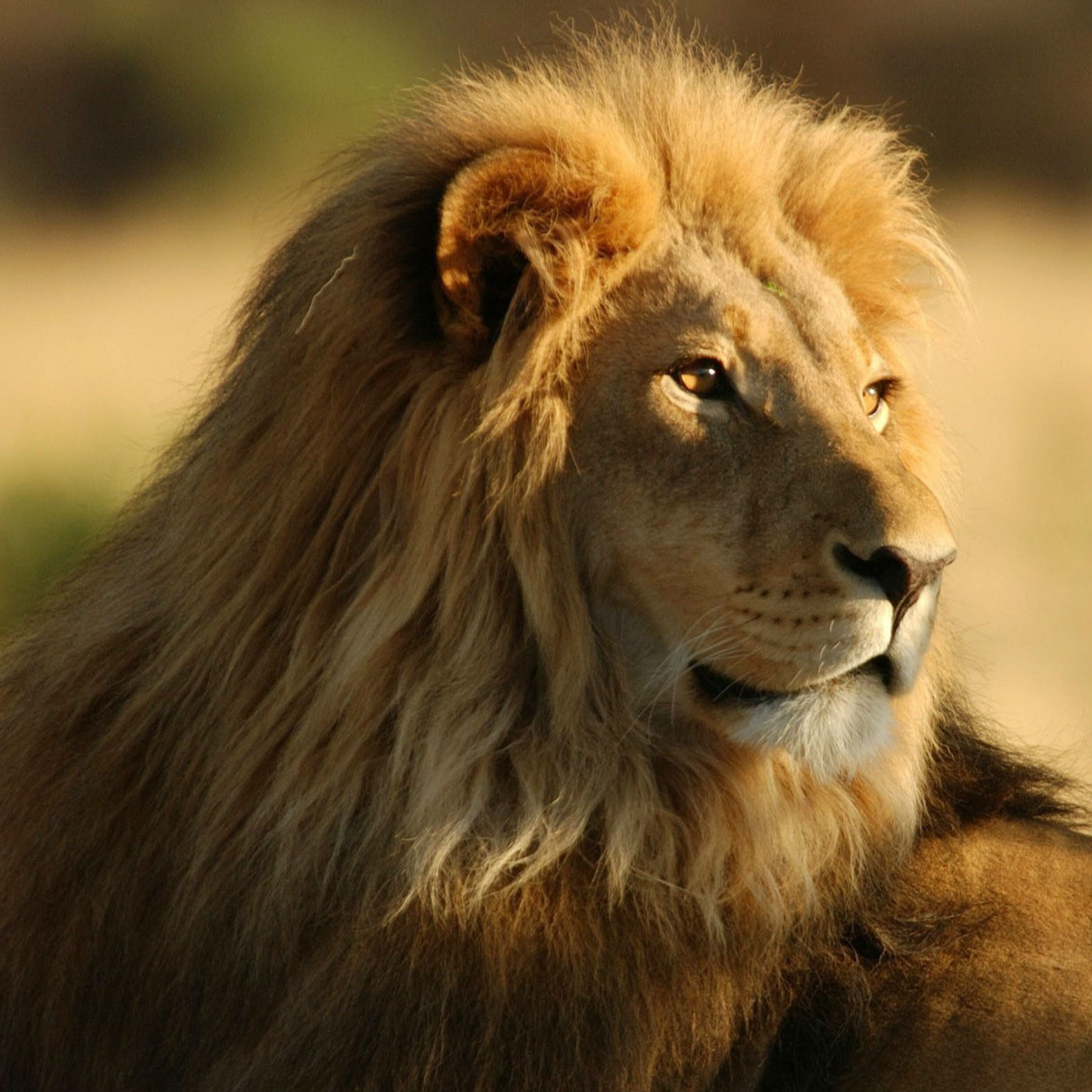 Lion Image