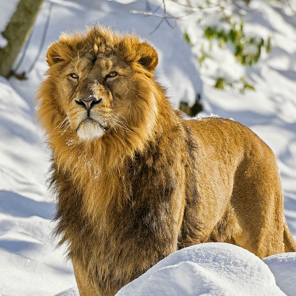 Lion Image
