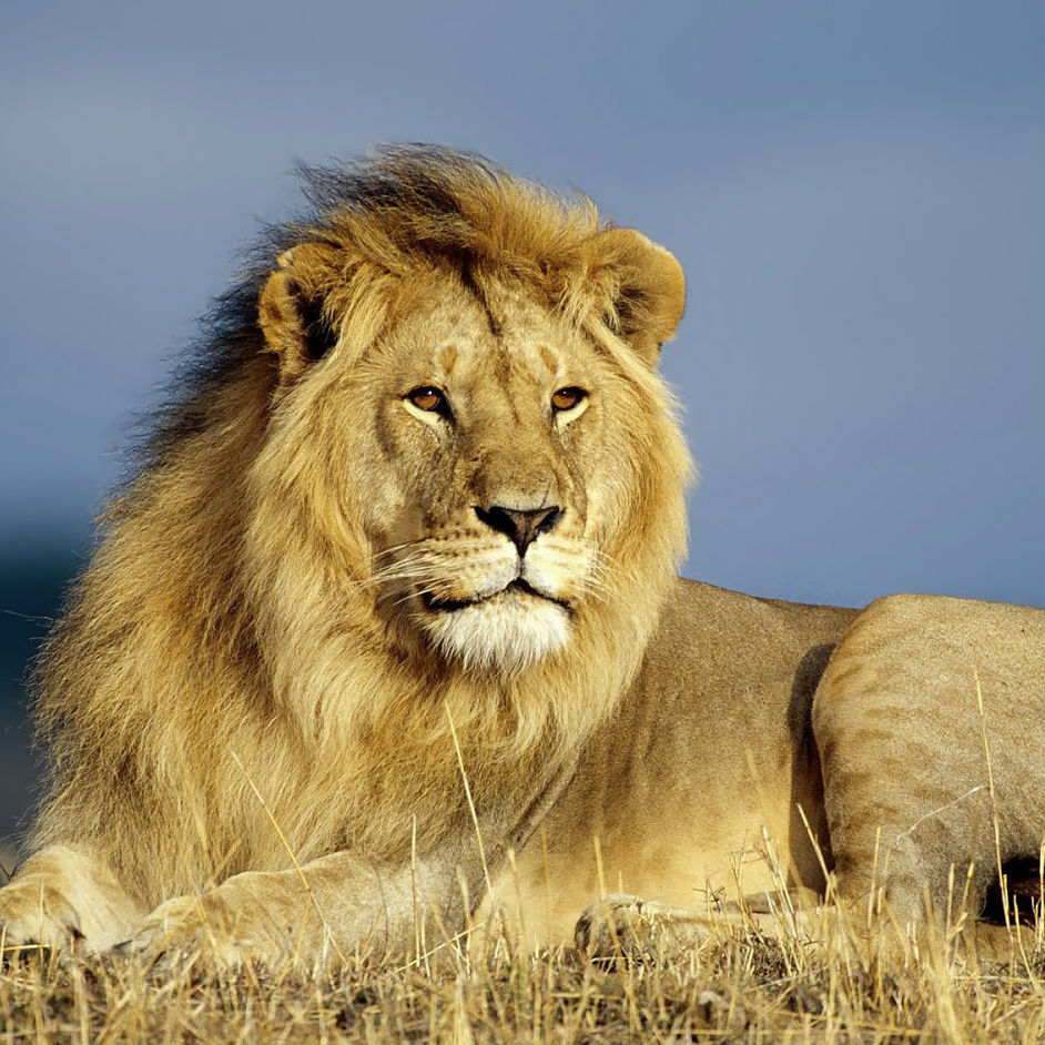 Lion Image
