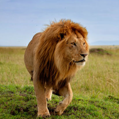 Lion Image