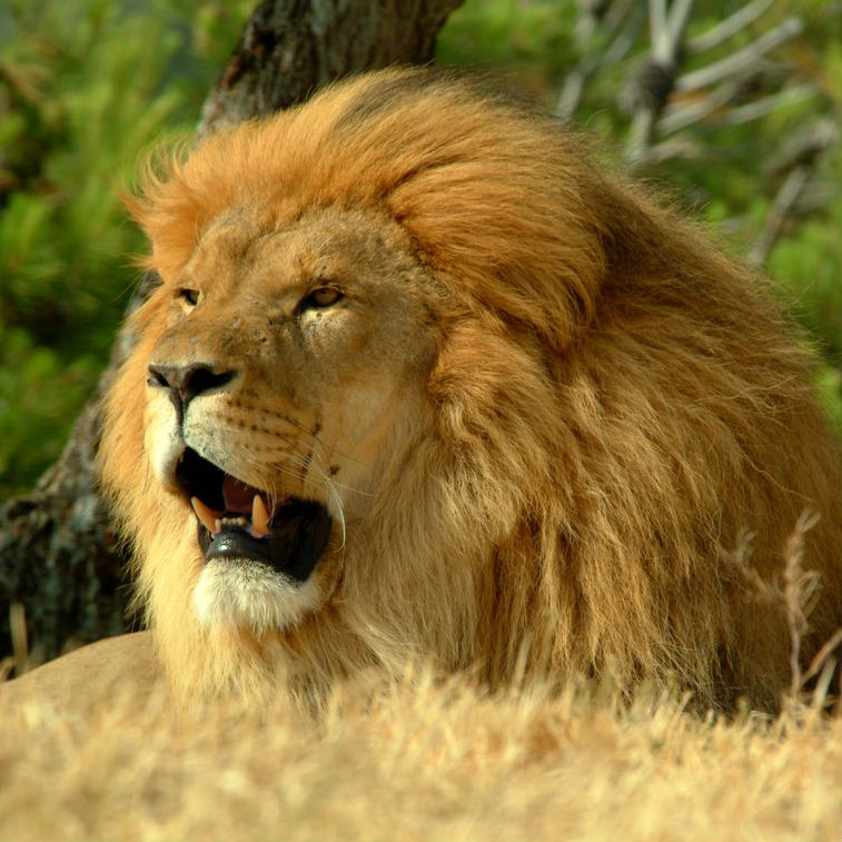Lion Image