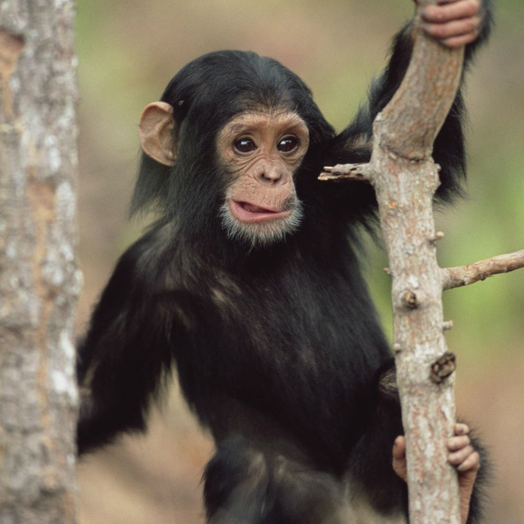 Monkey Image