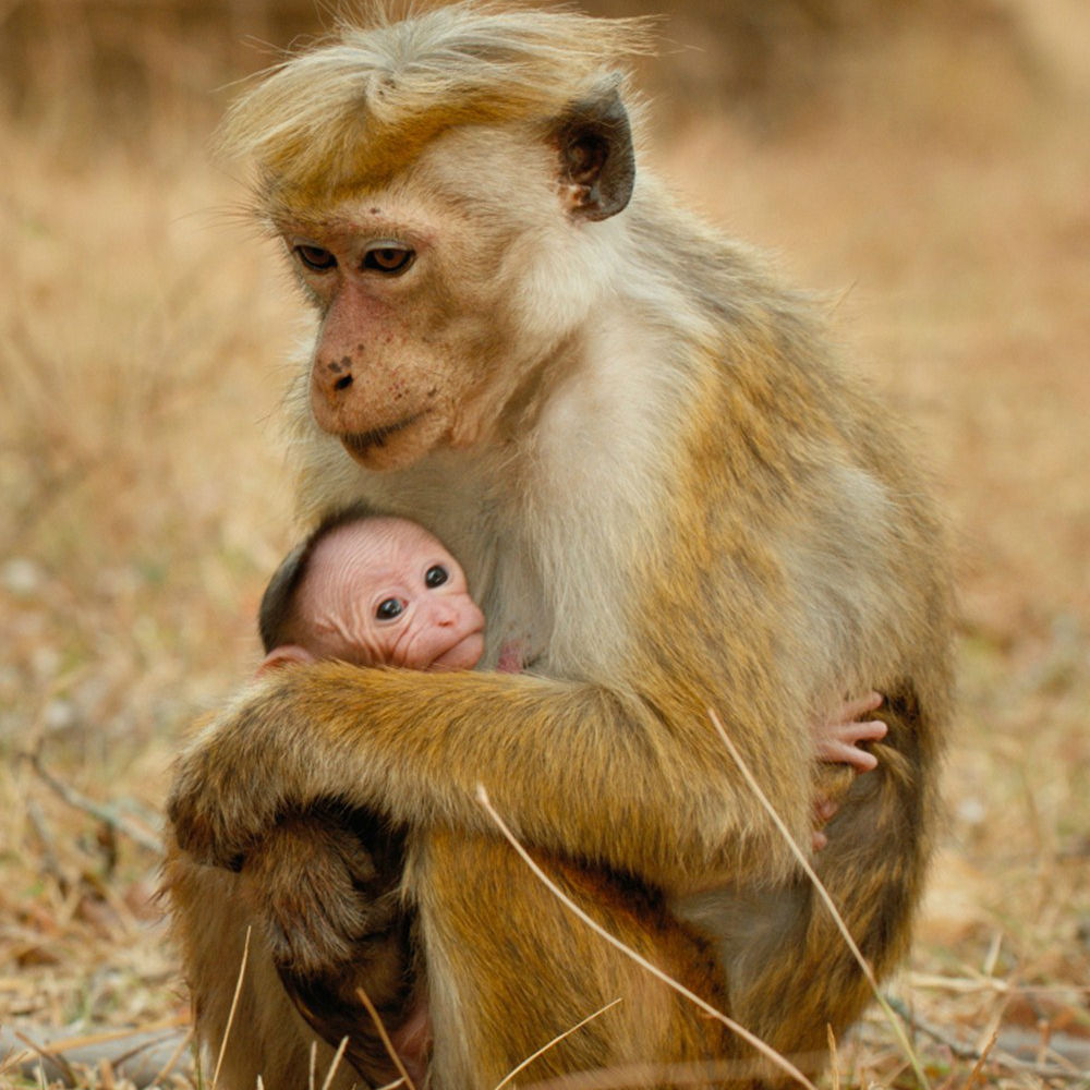 Monkey Image