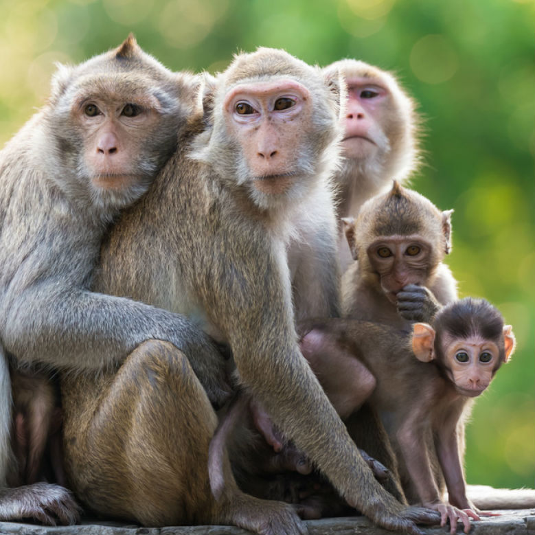 Monkey Image