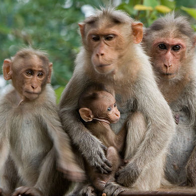 Monkey Image