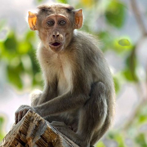Monkey Image